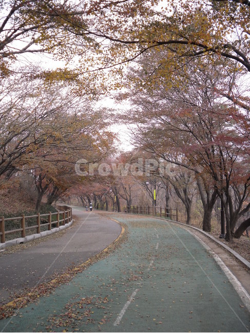 자연,풍경,landscape,nature,휴식,rest,season,단풍,가을,산책,산책로,자전거도로,남산,서울,namsan,나무