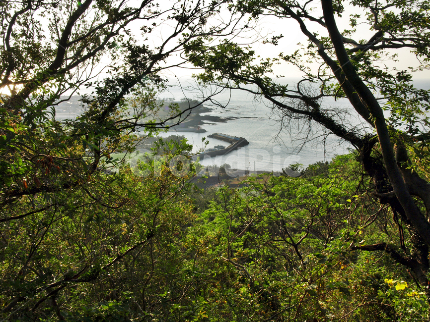 박수기정,서귀포시,대평포구,올레9코스,올레,바다,제주,숲,자연,풍경,nature,landscape,tree,나무,plant,식물,vegetation,초목,outdoors,옥외