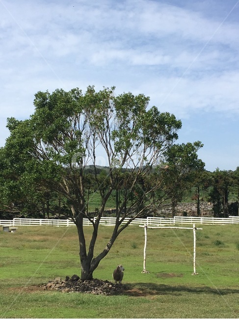 들판,초록,양,나무,하늘,자연,풍경,nature,landscape,field,들,outdoors,옥외,grassland,목초지,plant,식물,tree,grass,잔디,animal,동물,bird,새