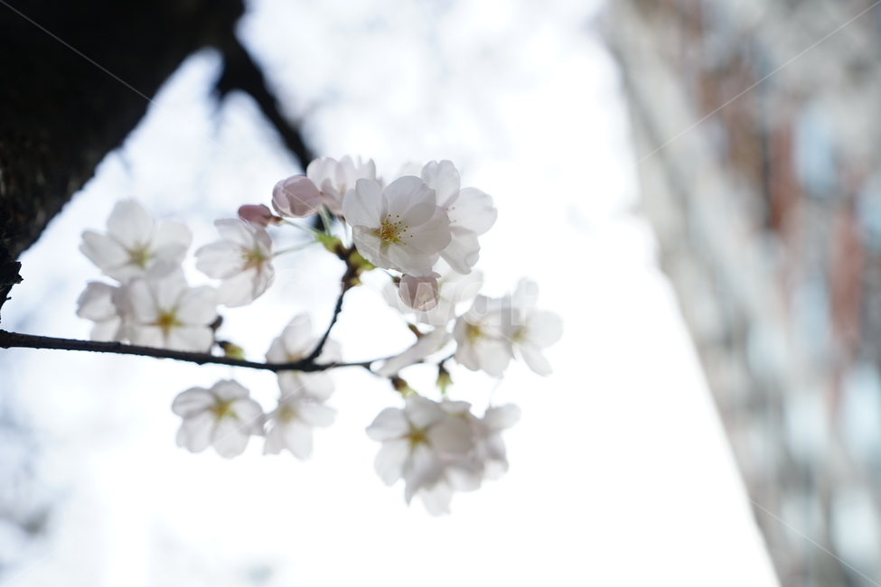 봄,봄꽃,벚꽃,식물,플라워,꽃,감성사진,생명,자연,꽃사진,봄,계절,spring,season,식물,자연,plants,nature,꽃,flower,plant