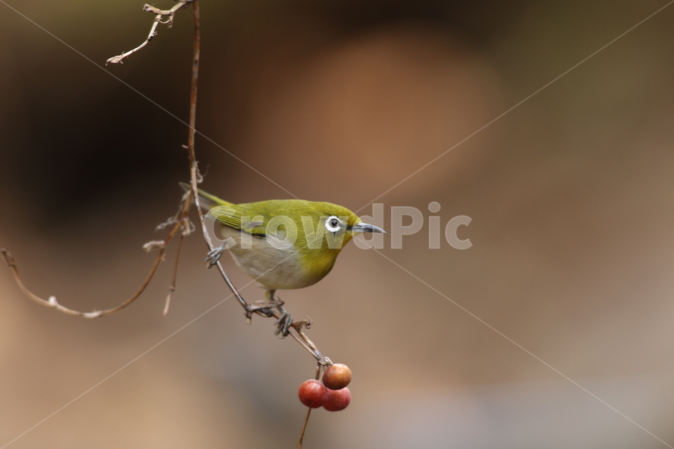 봄,동박새,숲,힐링,희망,동물,animal,조류,새,birds