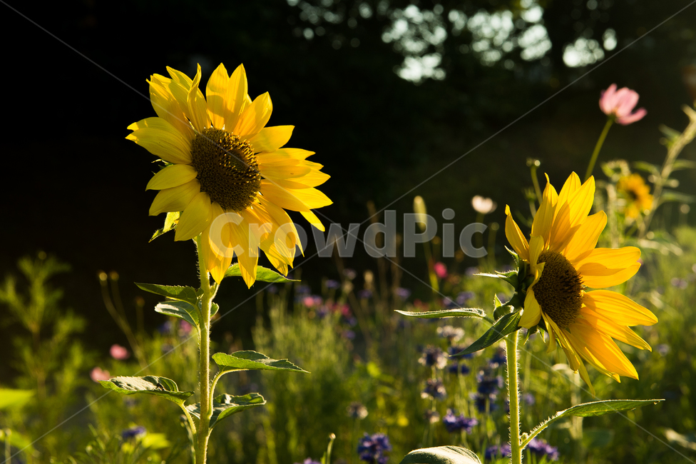 해바라기,행복,울산해바라기,태화강해바라기,sunflower,여름,셀렘,색감,노란색,yellow,꽃,식물,꽃배경,꽃구경,울산