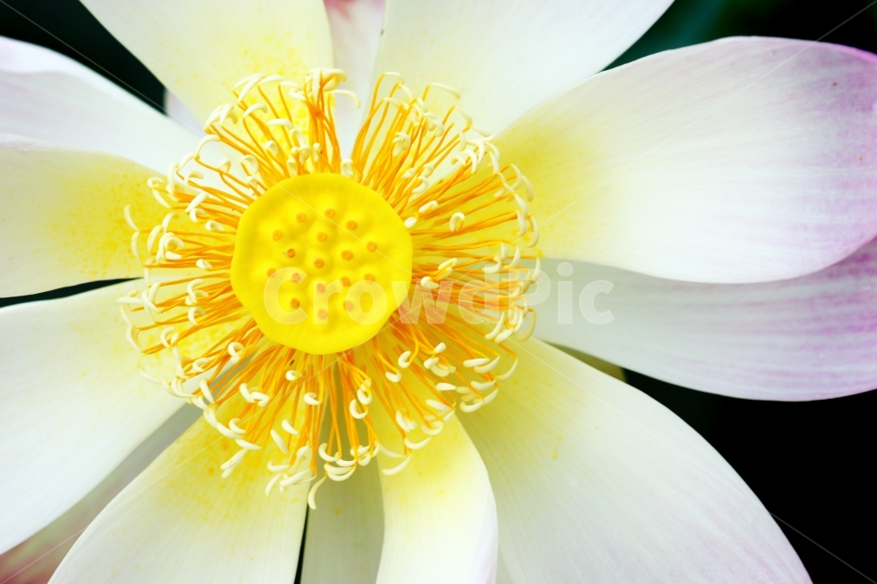 연꽃,하얀연꽃,클로즈업,안압지,안압지연꽃,식물,자연,plants,nature,꽃,flower