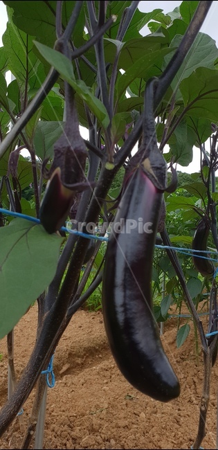가지,보라색채소,주말농장,수확,열매채소,식물,자연,plants,nature,채소,야채,vegetables