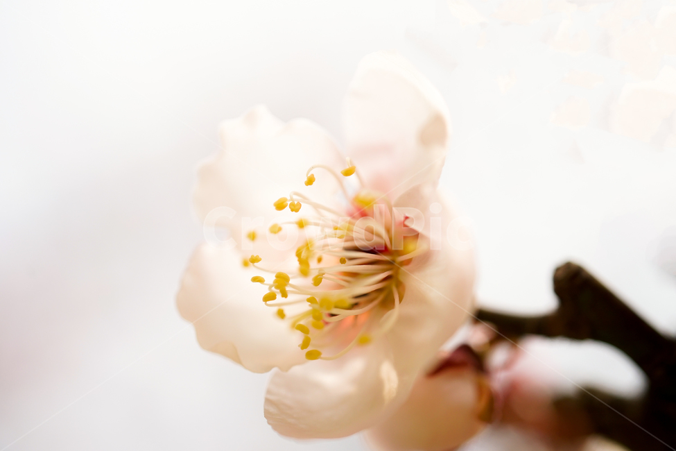 plant,식물,blossom,꽃,flower,cherryblossom,벚꽃,식물,자연,plants,nature,꽃,flower