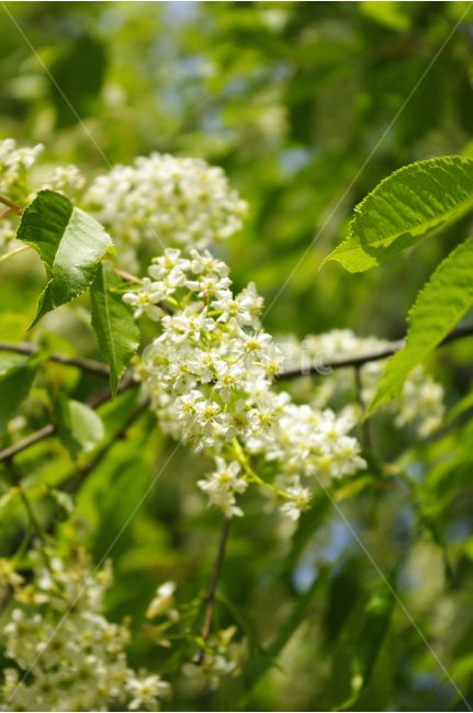 귀룽나무,식물,flower,plants,nature,꽃,꽃봉오리,color,나무,식물,자연,plants,nature,꽃,flower