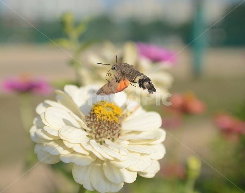 백일홍,꽃,가을,박각시나방,나방,비행,호버링,접사,곤충,flower,flying,closeup,autumn,insects,식물,자연,plants,nature,꽃,flower,동물,animal,곤충,벌레,insect,bug