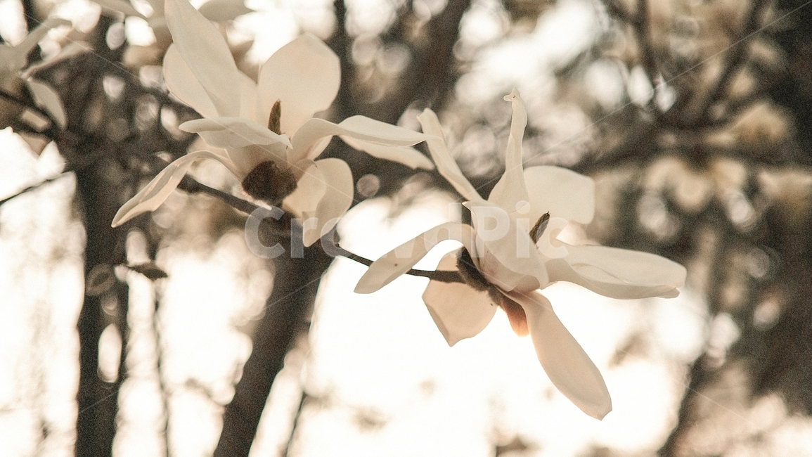 봄,목련,꽃,자연,flower,nature,spring