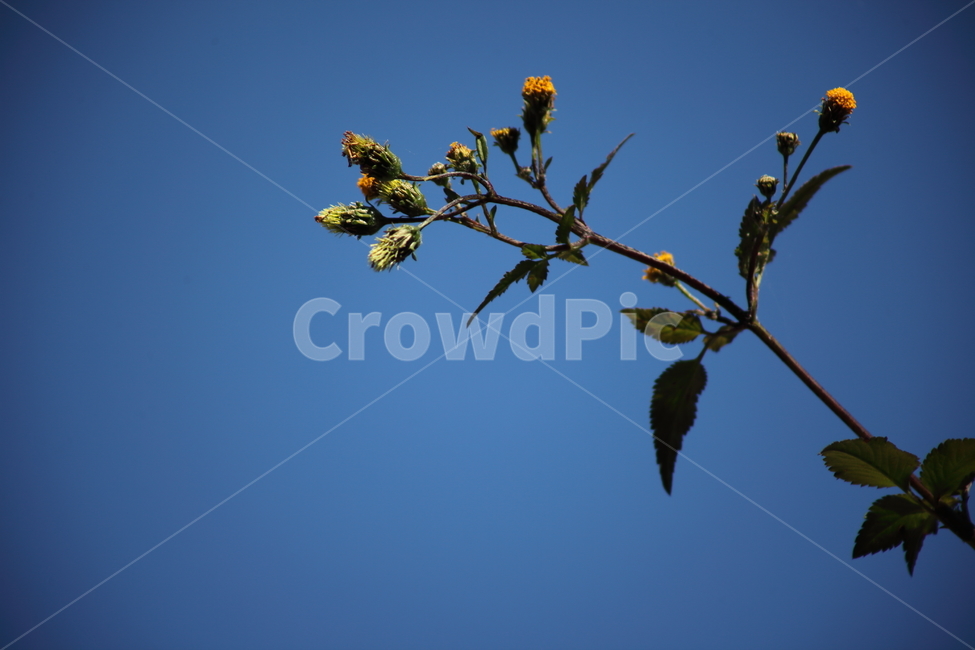 도깨비바늘,식물,잡초,풀,spanishneedles,식물,자연,plants,nature,꽃,flower