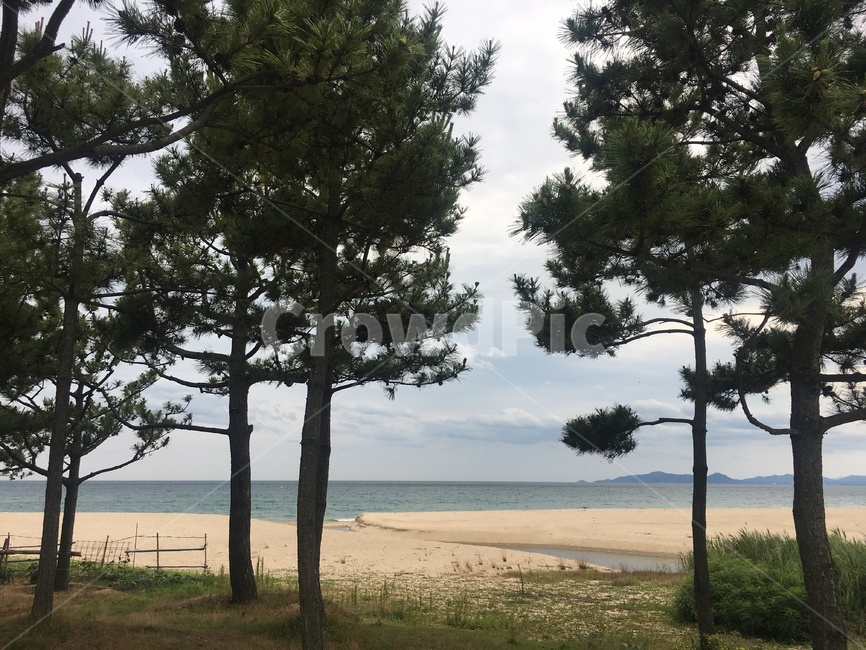 식물,나무,plant,tree,seaview