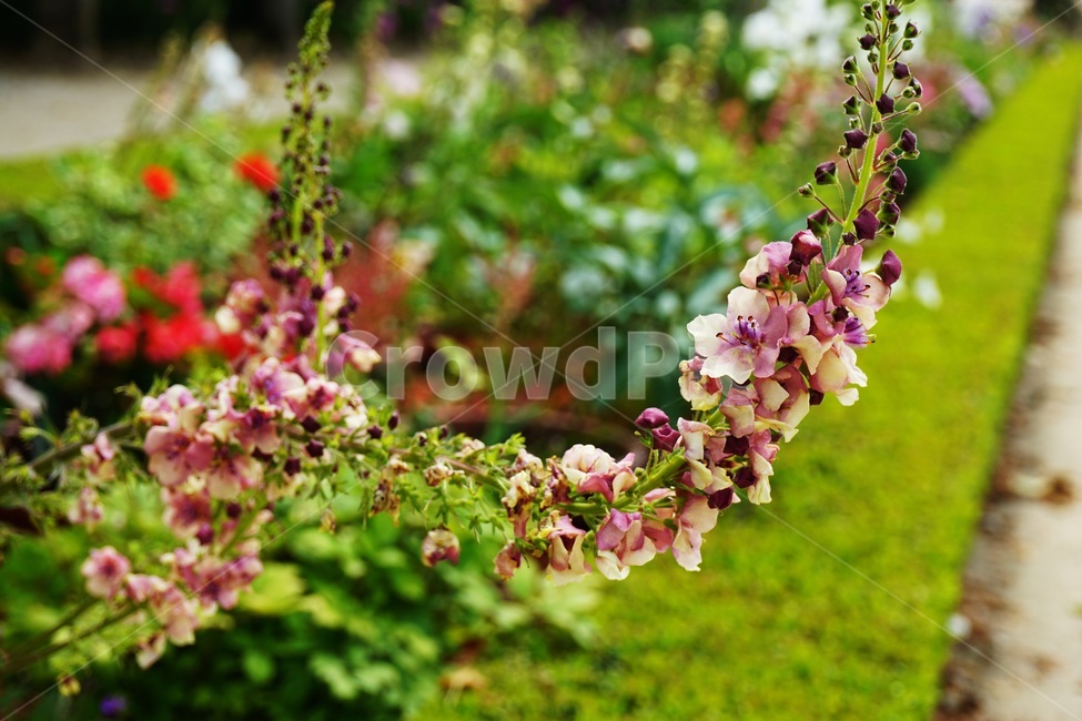 plant,식물,blossom,flower,꽃,기다란꽃,분혼꽃,보라꽃