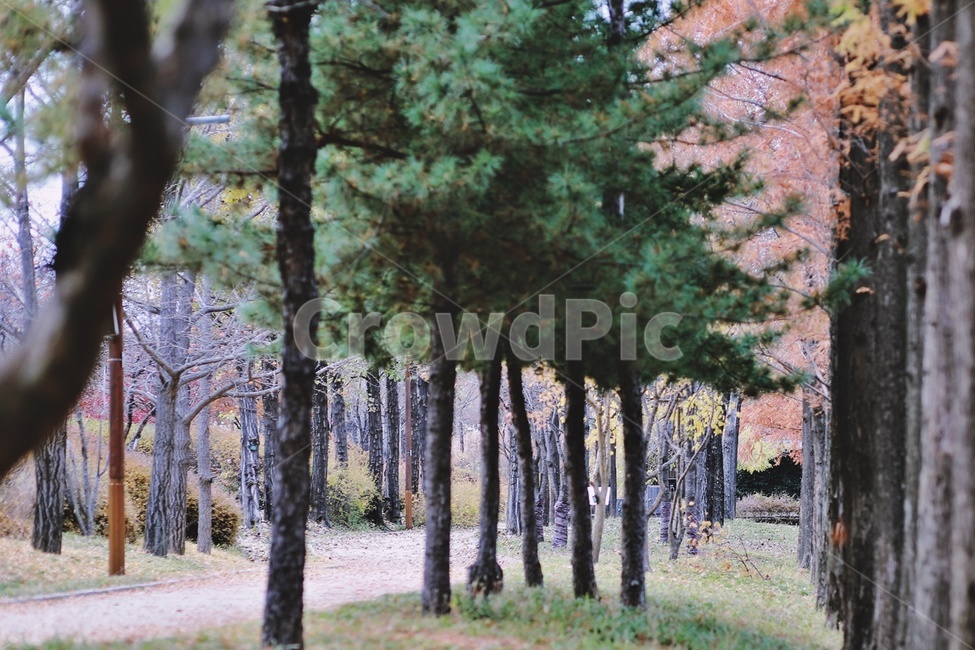 공원,가로수,가을,낙엽,산책로,park,fall,trail,streettrees,fallenleaves,가을,계절,fall,autumn,season,나무,trees,wood,tree,plant,식물,tree trunk,나무 줄기