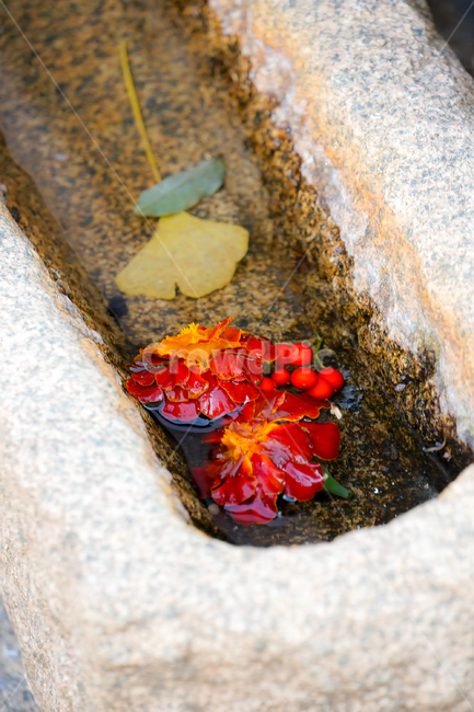 flower,은행잎,낙화,꽃,식물,plant