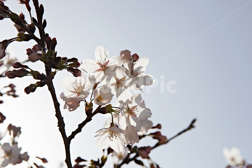 벗꽃,벗나무,꽃,벗꽃잎,꽃잎,봄꽃,봄,식물,자연,공원,식물,자연,plants,nature,꽃,flower