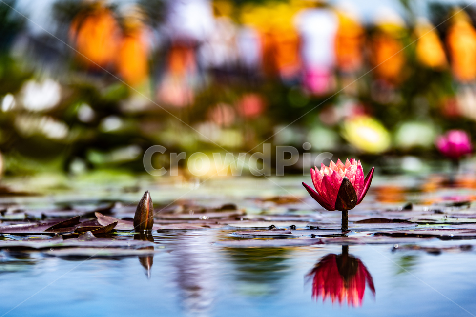 꽃,연꽃,연잎,수련,자연,힐링,식물,자연,plants,nature,꽃,flower