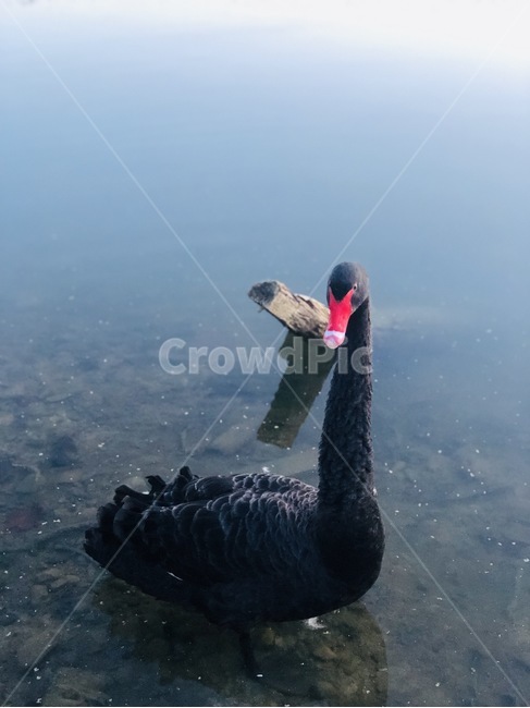 새,동물,백조,검은백조,호수,오리,조류,새,birds