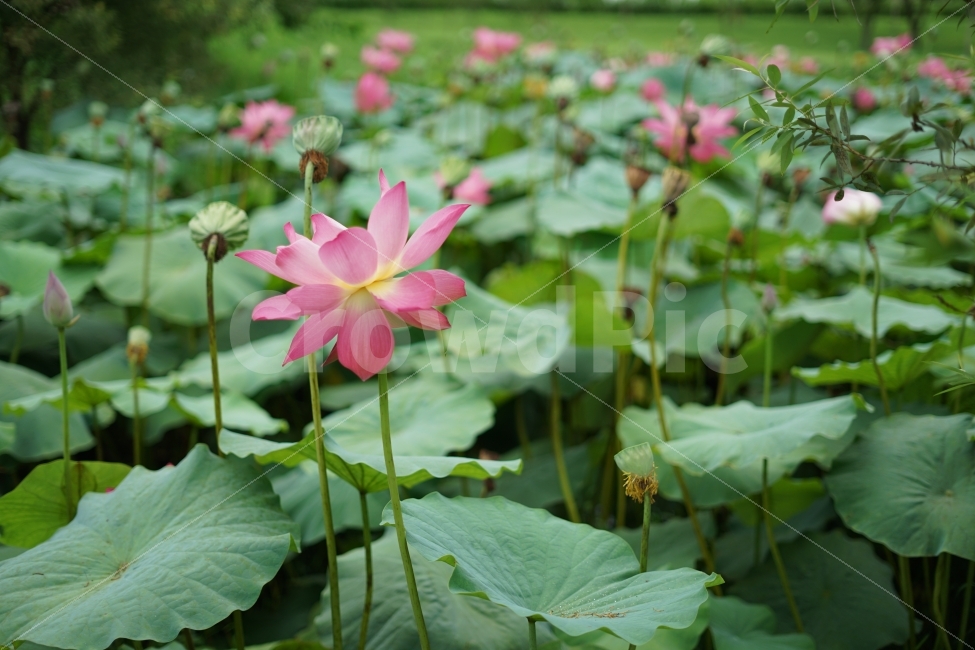 꽃,연꽃,연잎,자연,꽃사진,식물,자연,plants,nature,꽃,flower
