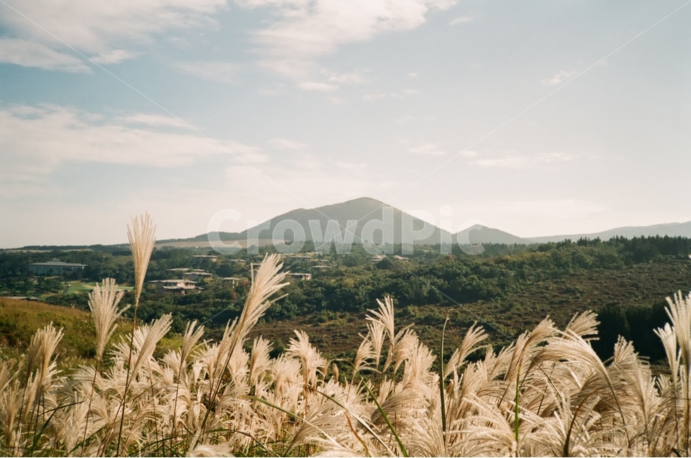 제주도,제주,가을,갈대,오름,필카,필름카메라,자연,풍경,nature,landscape,한국자연풍경,한국자연경관,korea nature landscape,제주도,jeju,jeju island,감성,sensible,feeling,grass,잔디,plant,식물