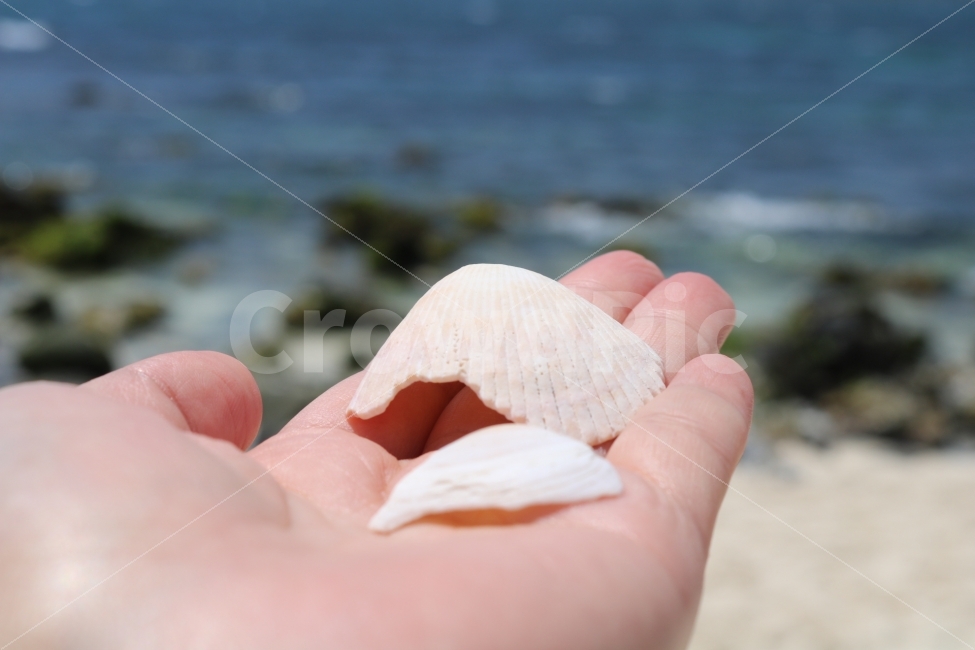 조개,바다,제주도,조개껍질,손,해변,바다,beach,sea,사람,인물,인간,human,person,신체일부,몸,body,감성,sensible,feeling