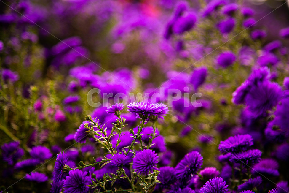 가을,꽃,들꽃,보라,나들이,들,옥외,자연,꽃잎,식물,보라색,nature,countryside,flower,blossom,outdoor,식물,자연,plants,nature,꽃,flower