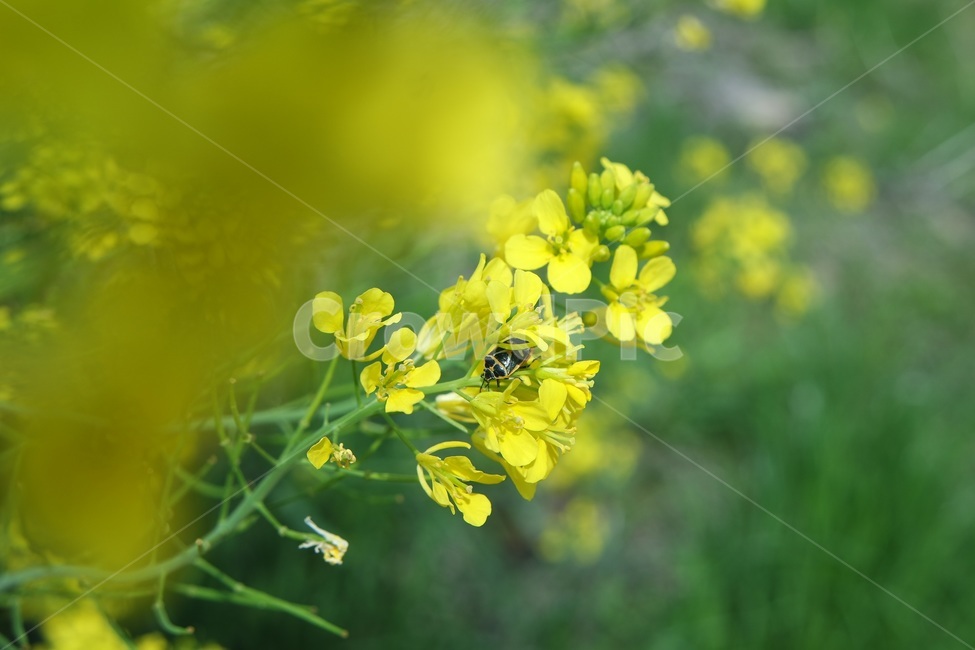 유채꽃,꽃,봄,봄꽃,유채,노란색,풍경,landscape,yellow,계절,자연,spring,flower,따뜻한,봄,계절,spring,season,식물,자연,plants,nature,꽃,flower,plant