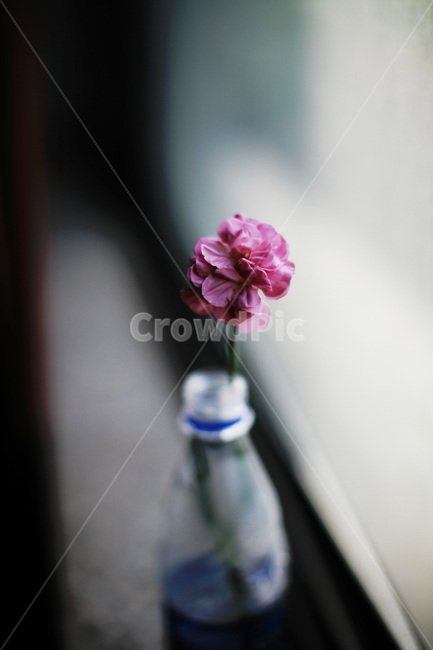 꽃,식물,창가,flower,감성사진,생수병,꽃병