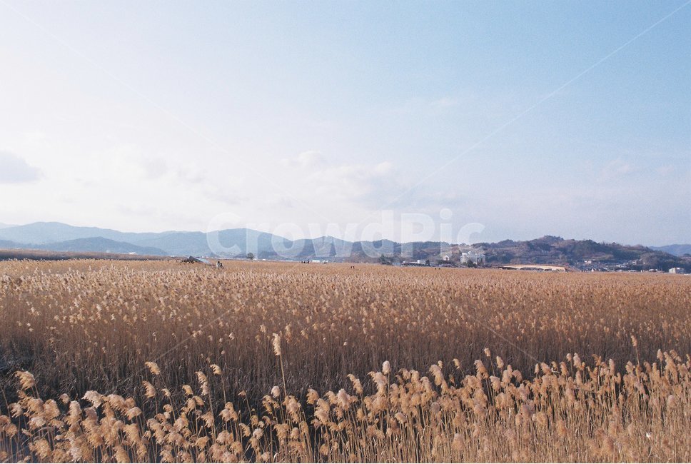 순천,순천만,생태공원,가을,갈대,갈대숲,감성,필름,아날로그,가을,계절,fall,autumn,season,자연,풍경,nature,landscape,한국자연풍경,한국자연경관,korea nature landscape,plant,식물,grass,잔디,lawn