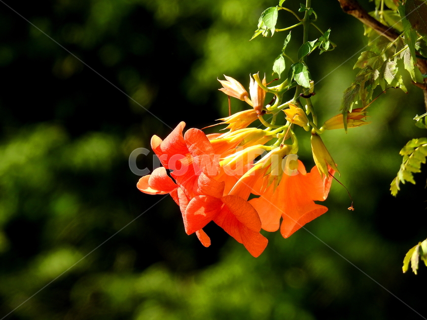 식물,꽃,능소화,가을꽃,flower,식물,자연,plants,nature,꽃,flower