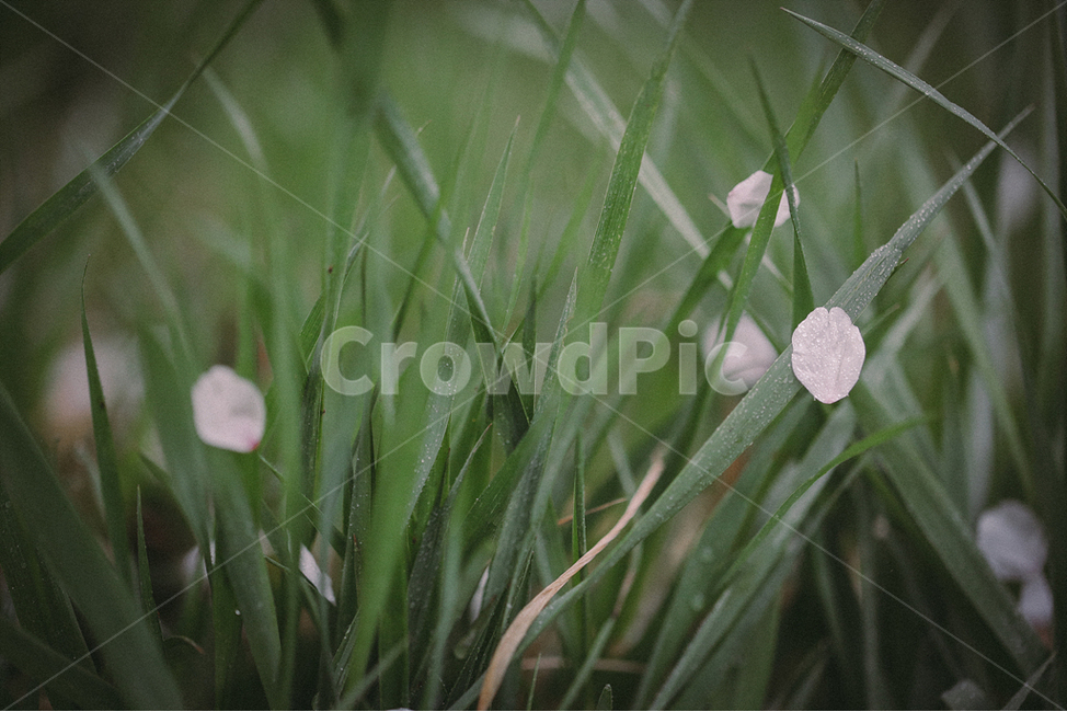 자연풍경,감성사진,꽃,식물,봄,벚꽃,4월,봄,계절,spring,season,식물,자연,plants,nature,꽃,flower,감성,sensible,feeling,비,비오는날,rain,rainy,grass,잔디,plant