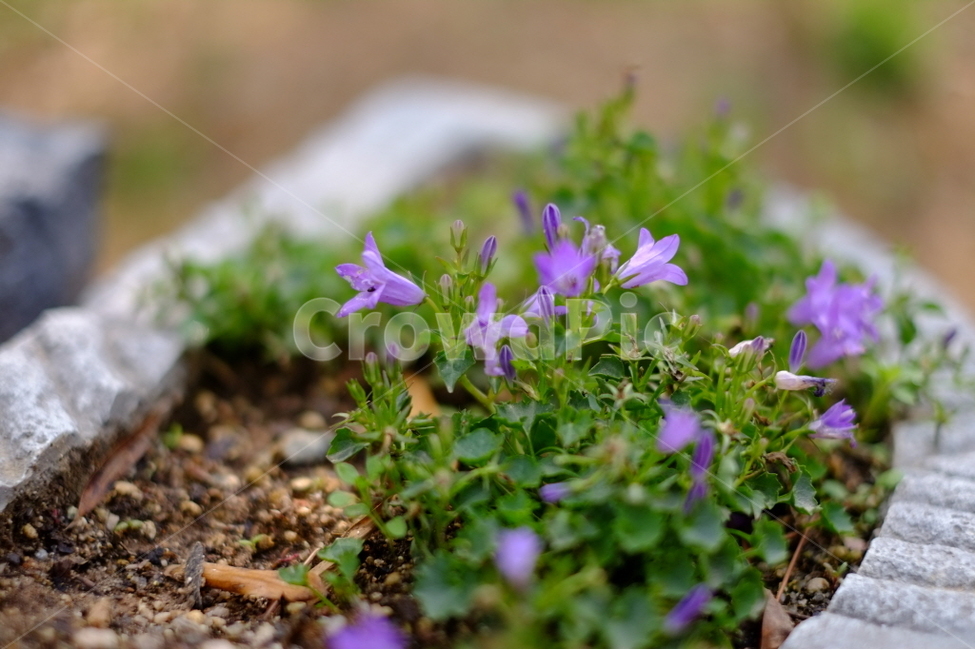 plant,식물,flower,blossom,꽃,화분,pottedplant,초롱꽃,블루워터폴스