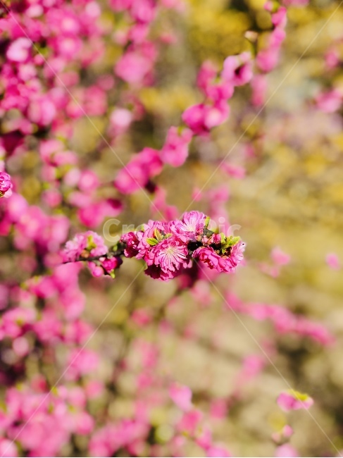 plant,식물,봄,꽃,flower