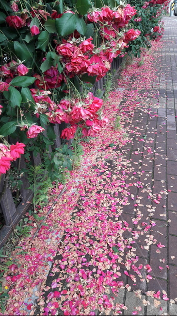 장미,꽃길,식물,자연,감성,담장,풍경,식물,자연,plants,nature,꽃,flower