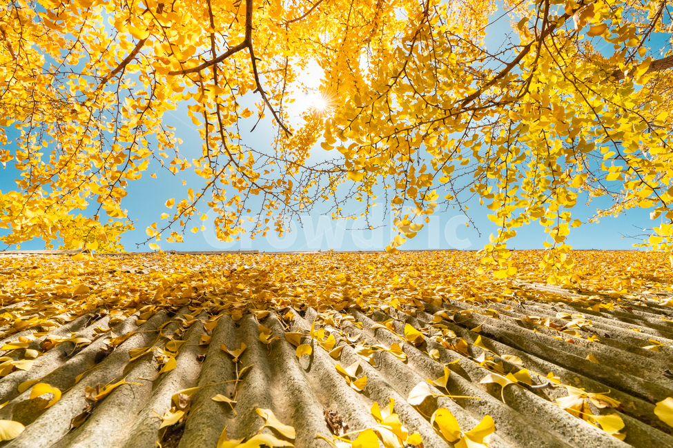 plant,식물,잎,leaf,나무,tree,은행나무,가을,자연,배경,가을,계절,fall,autumn,season,식물,자연,plants,nature,나무,trees,wood