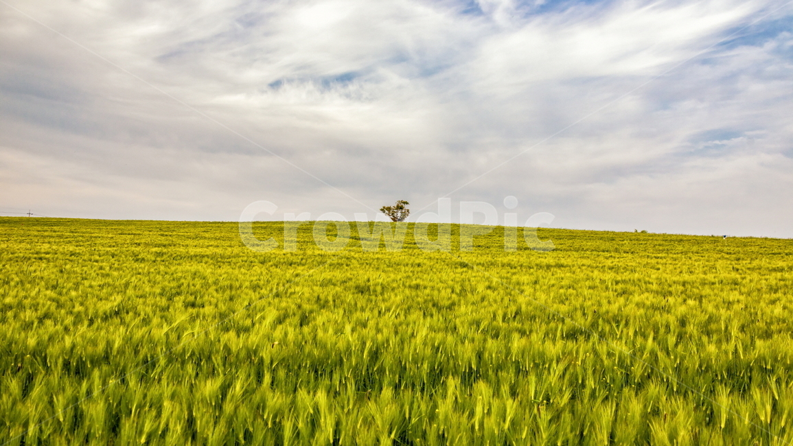 청보리,청보리밭,보리,풍경,landscape,고창청보리밭,봄,자연,풍경,nature,landscape,산업,industry,industrial,농업,농사,agriculture,farming,farming industry,field,들,grassland,목초지,outdoors,옥외