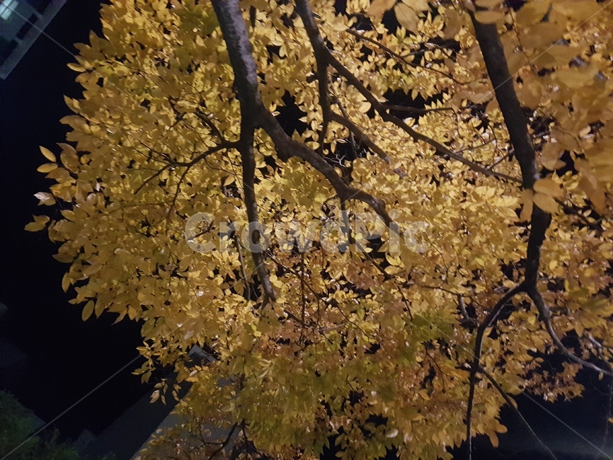 은행나무,노란색,밤하늘,나무,풍경,자연,가을,fall,ye,가을,계절,fall,autumn,season,야경,밤,풍경,nightscape,night,landscape,plant,식물,tree
