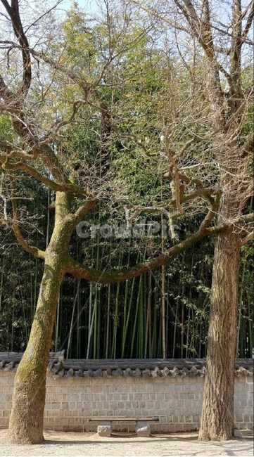 전주,나무,의자,쉼터,대나무,가을,자연,풍경,nature,landscape,plant,식물,tree,tree trunk,나무 줄기