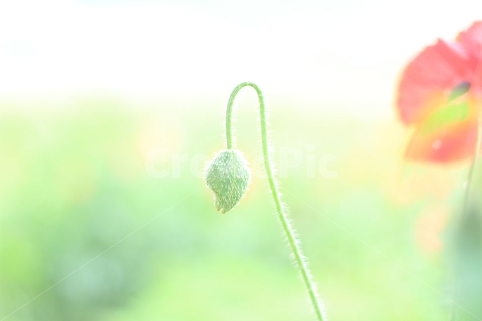 여름,향기,비,양귀비,위로,식물,자연,plants,nature,꽃,flower,휴식,힐링,rest,relaxation,healing