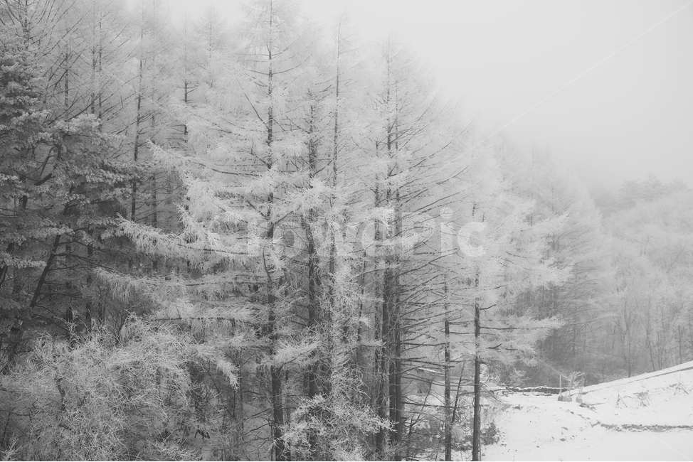 겨울,눈,설경,숲,산속,강원도,상고대,겨울,계절,winter,season,자연,풍경,nature,landscape,흑백,모노톤,monochrome,black and white,outdoors,옥외