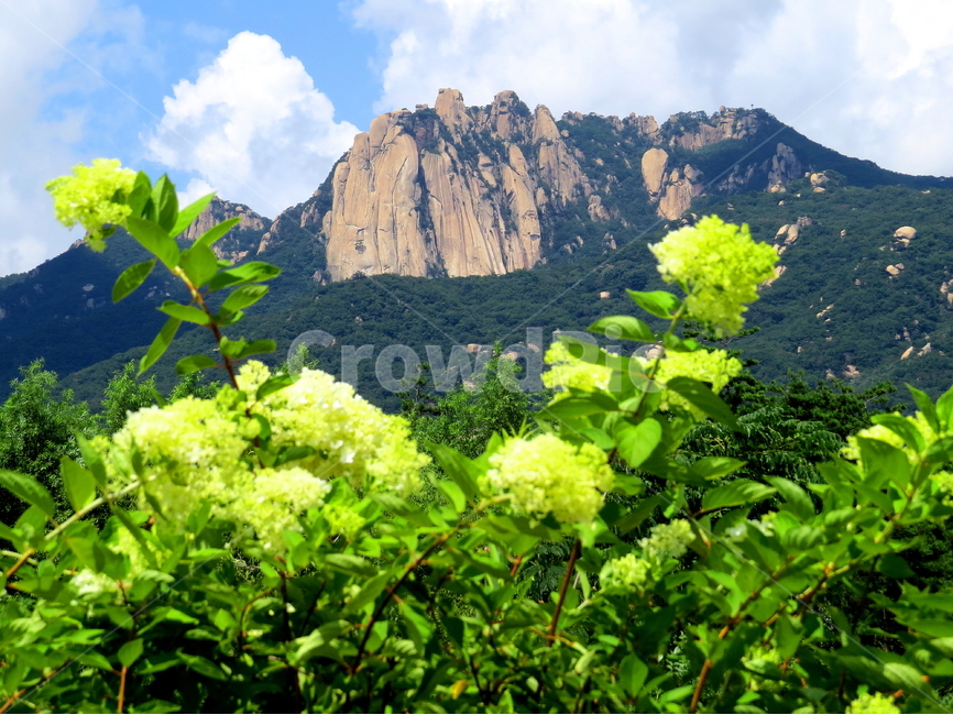 산,식물,꽃,풍경,구름,자연,풍경,nature,landscape,한국자연풍경,한국자연경관,korea nature landscape,식물,plants,꽃,flower,plant,vegetation,초목,bush,부시,outdoors,옥외,jar,항아리,vase,병 장식,pottery,도기류,potted plant,화분