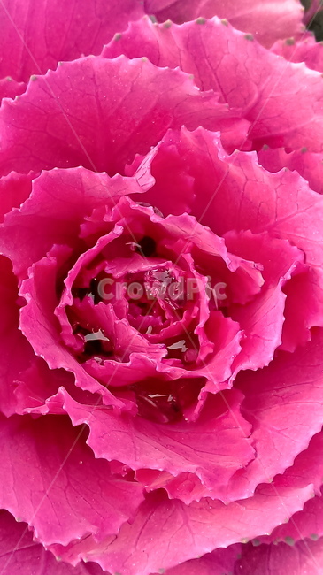 plant,식물,flower,꽃,자연,확대,접사,closeup,배경,바탕,배경화면,바탕화면,background,red,pink,wine,color,식물,자연,plants,nature,꽃,flower