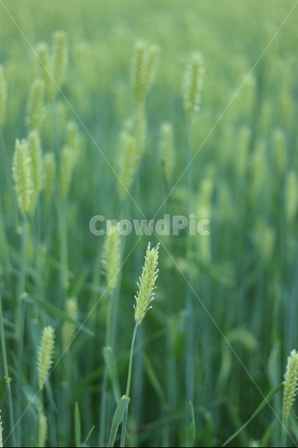 청보리,녹색,들판,봄,맑음,식물,자연,plants,nature