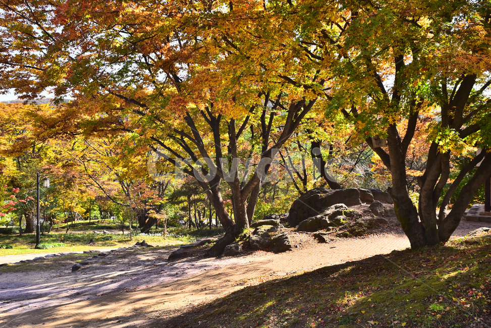 가을배경,가을서정,가을분위기,outdoors,nature,숲,환경,야외,outdoor,자연,옥외,autumn,fall,단풍나무,단풍잎,메이플,maple,season,나무줄기,나무,tree,plant,식물,배경,바탕,백그라운드,background,가을,계절,fall,autumn,season,tree trunk,나무 줄기