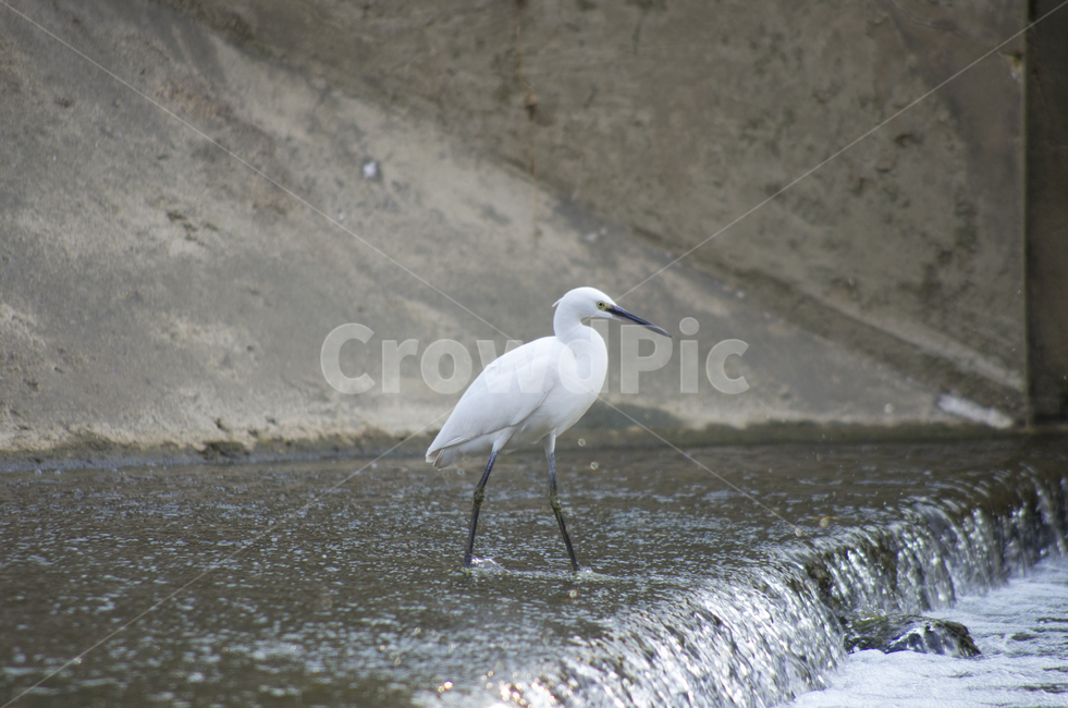 왜가리,백로,heron,흰새,하천,강가,시내,물가,새,감성,동물,풍경,화이트,부리,망원,먼거리,동물,animal,조류,새,birds