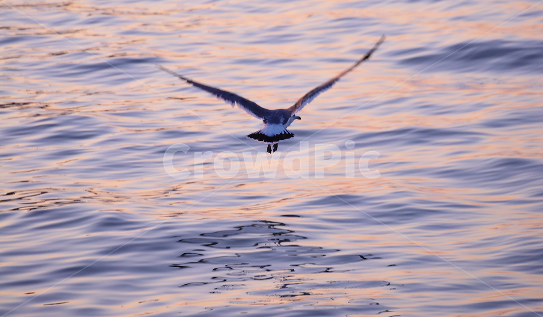 bird,새,바다,물,수면,animal,동물,flying,나는,날다,도약,갈매기,조류,바다새,조류,새,birds