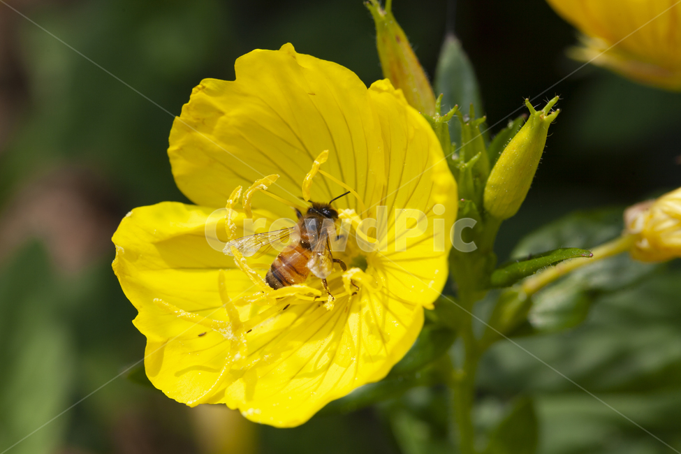꽃,벌,자연,꿀,꽃씨,먹이,식물,자연,plants,nature,꽃,flower,동물,animal,곤충,벌레,insect,bug