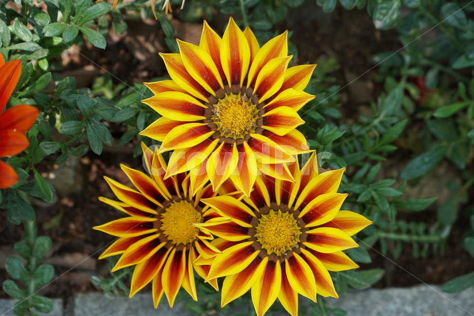 꽃,flower,식물,plant,근접,노랑,yellow,공원,park,식물,자연,plants,nature,꽃,flower