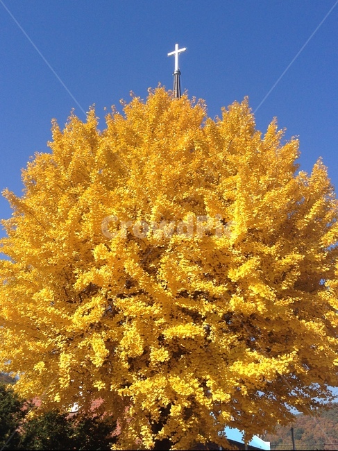 나무,tree,은행나무,plant,식물,가을,계절,fall,autumn,season,나무,trees,wood