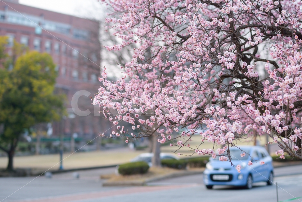 봄,꽃,홍매화,화사함,분홍,캠퍼스,식물,자연,plants,nature,봄,계절,spring,season,꽃,flower,plant,transportation,교통,car,차,vehicle,차량,automobile,자동차