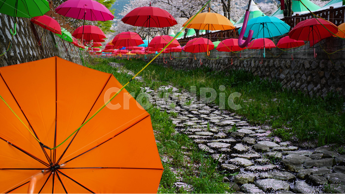 봄,여좌천,진해,벚꽃축제,계절,봄,계절,spring,season,축제,행사,festival,carnival,event,canopy,천개,umbrella,우산