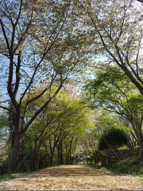 나무,산,풍경,벚꽃,봄,따뜻함,초록,tree,spring,cherryblossoms,landscape,scenery,scene,view,風景,樱花,さくら,桜花,桜